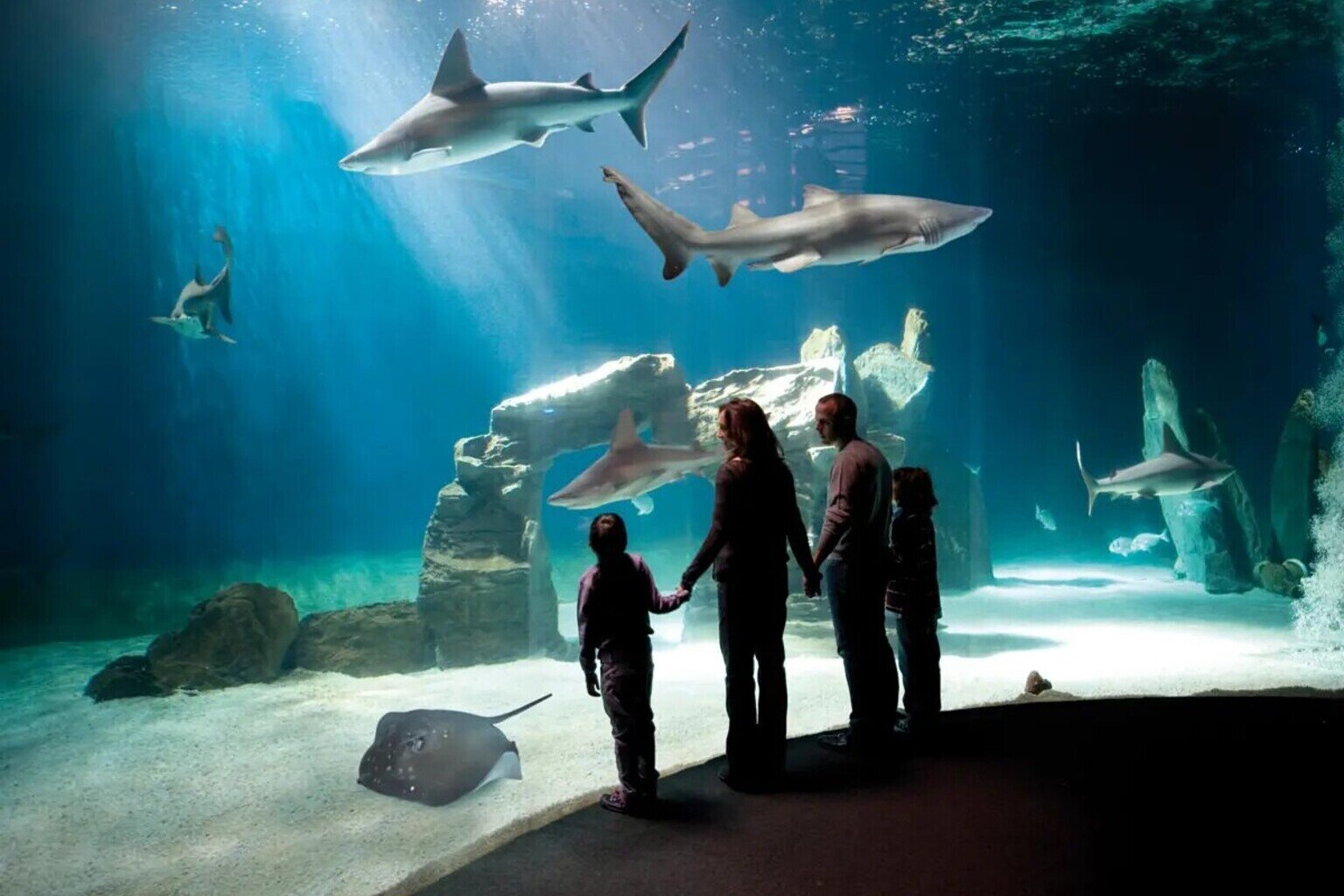 Family with children watching sharks and stingrays in the main tank at Acquario di Genova